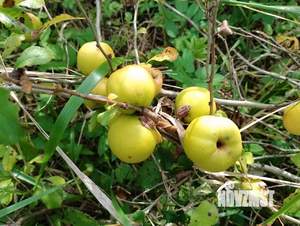 Дом 12м², 1-этажный, участок 9 сот.