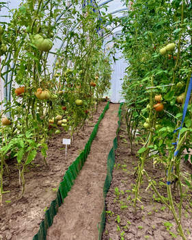 Дом 25м², 1-этажный, участок 7 сот.