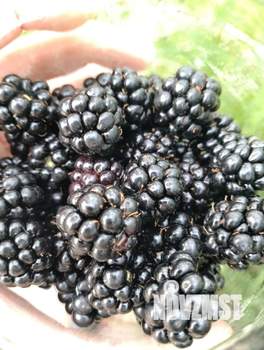 Дом 12м², 1-этажный, участок 9 сот.