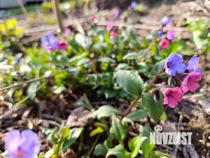 Дом 56м², 1-этажный, участок 7 сот.  