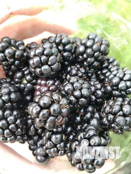 Дом 12м&sup2;, 1-этажный, участок 9 сот.  