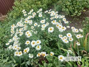 Дом 20м², 2-этажный, участок 10 сот.  