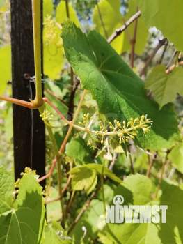 Дом 25м², 1-этажный, участок 7 сот.  