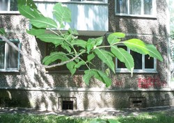 Фото комнаты на продажу (6)
